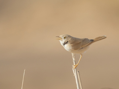 Curruca deserti