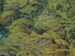 Cystophora subfarcinata
