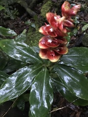 Costus scaber