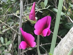 Lathyrus