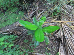 Calophyllum inophyllum