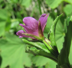Epilobium algidum
