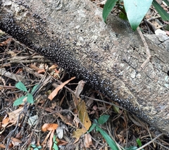 Rhopalostroma