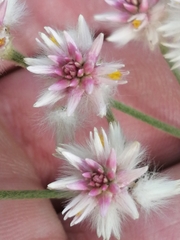 Pfaffia tuberosa