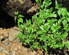 Epilobium algidum