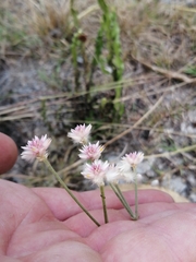 Pfaffia tuberosa