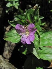 Epilobium algidum