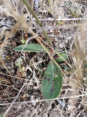 Pfaffia tuberosa