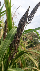 Echinochloa esculenta