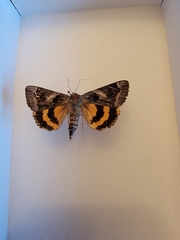 Catocala badia coelebs