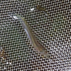 Zenarchopterus gilli