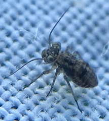 Mesopsocus