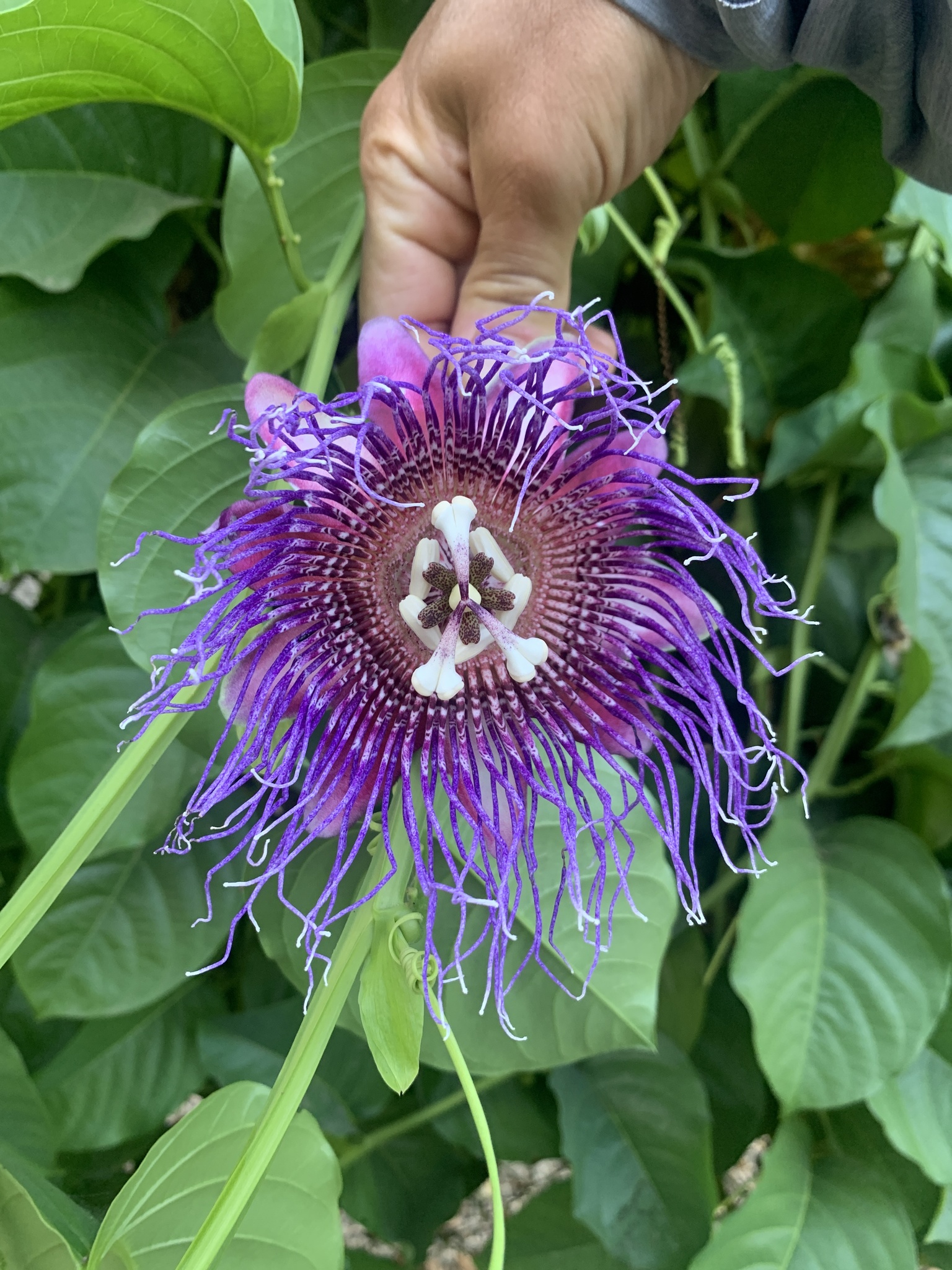 giant granadilla (Passiflora quadrangularis) · iNaturalist