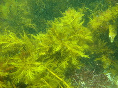 Cystophora pectinata