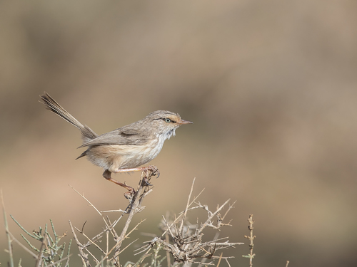 Scrub Warbler