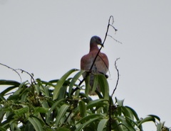 Patagioenas cayennensis