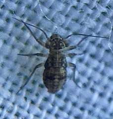 Mesopsocus