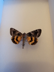 Catocala badia coelebs