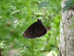 Euploea phaenareta