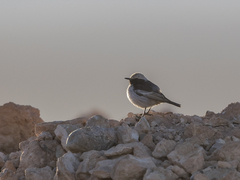 Oenanthe moesta