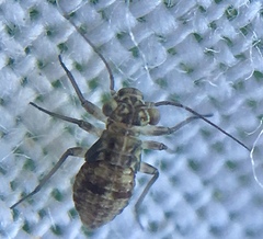 Mesopsocus