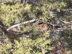 Troglodytes troglodytes kabylorum