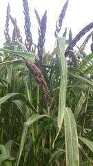 Echinochloa esculenta