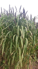 Echinochloa esculenta