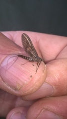 Ecdyonurus torrentis