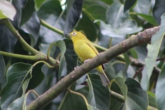 Zosterops anderssoni