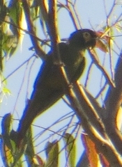 Primolius auricollis