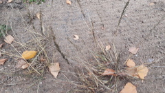 Eragrostis virescens