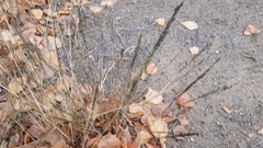 Eragrostis virescens