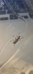 Platyomus