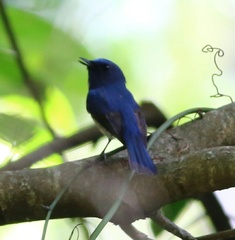 Cyornis hainanus