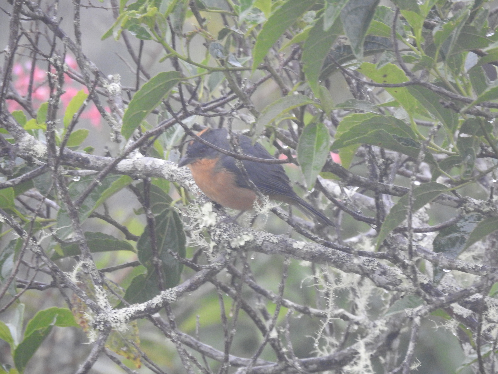 Rufous-crested Tanager (Creurgops verticalis), photo 4