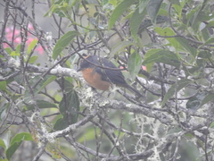 Creurgops verticalis