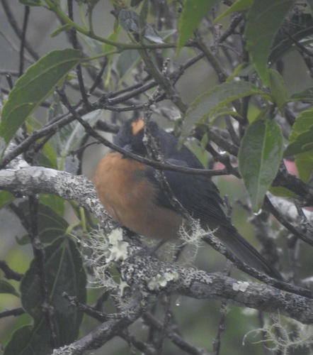 Rufous-crested Tanager (Creurgops verticalis), photo 5