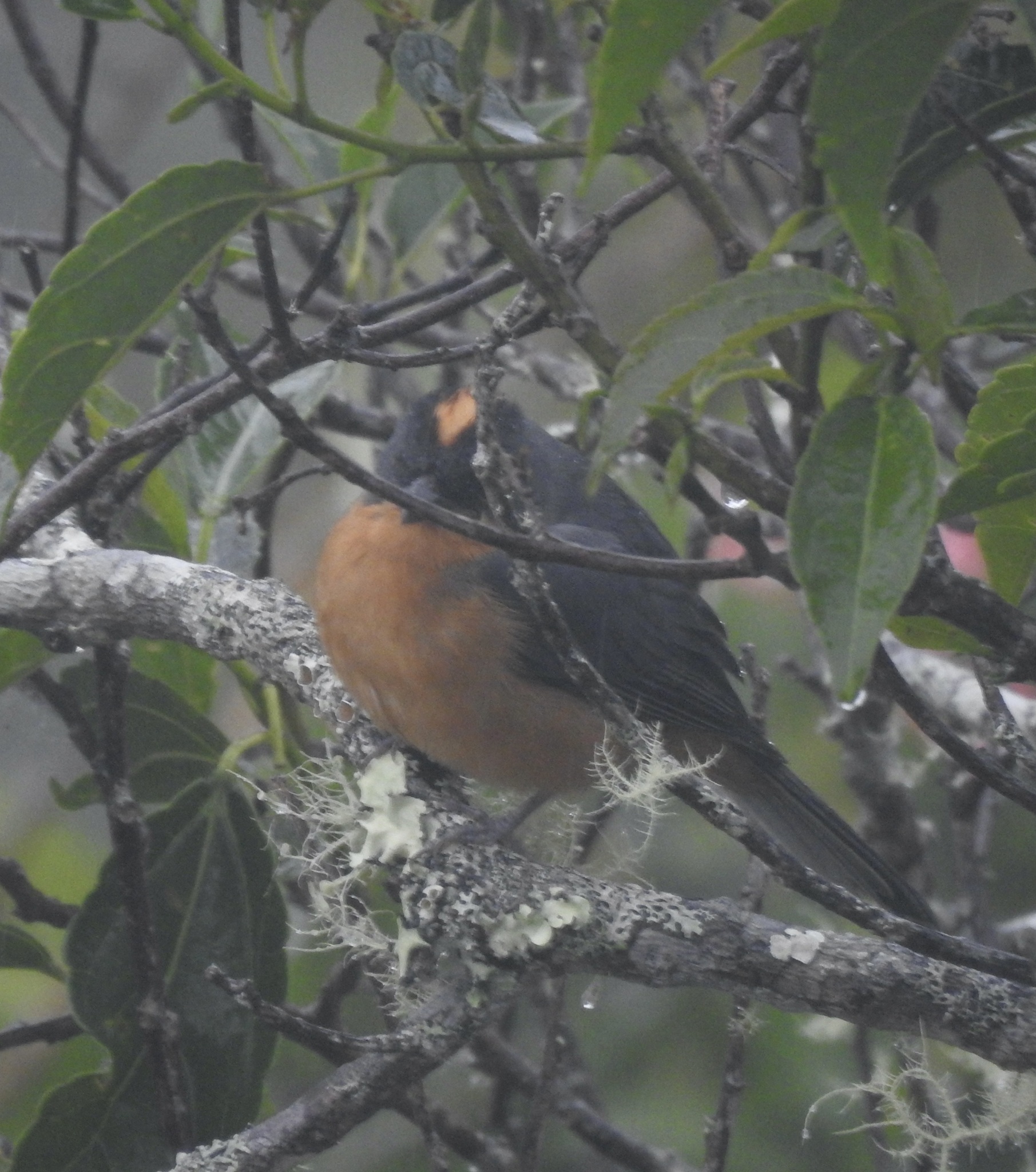 Rufous-crested Tanager (Creurgops verticalis), photo 5