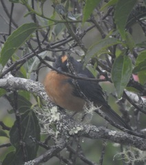 Creurgops verticalis