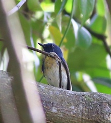 Cyornis hainanus