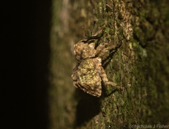 Tychreus sellatus