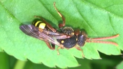 Nomada marshamella