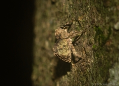 Tychreus sellatus