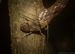 Prosoplus bakewellii