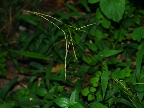 Leptatherum somae iNat (2)