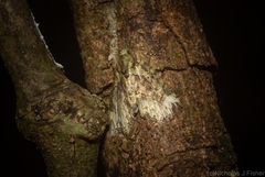 Tamba conscripta