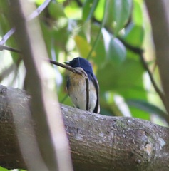 Cyornis hainanus