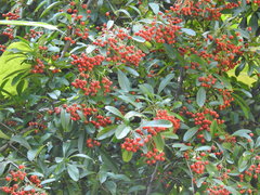Pyracantha crenatoserrata