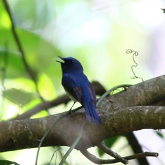 Cyornis hainanus